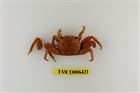 藏品(美麗斜紋蟹)的圖片